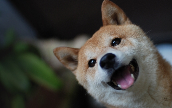 5.柴犬
他有漂亮的雙眼和融化人心的溫暖笑容,對感情相當忠誠而且獨立,女友太忙時也可以自己過得很好。憨厚老實又好養,對物質要求不高、對食物也不挑嘴,你煮的奇奇怪怪料理都會開心吞下肚。