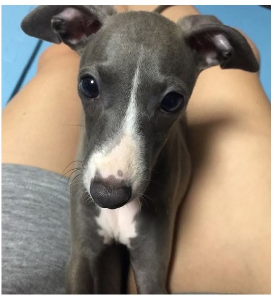 Resultado de imagen para Italian Greyhound ç¬ æ±æ